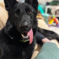 Photo of Luna