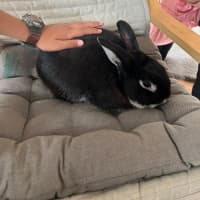 Photo of Schnuffel *Meet Me At Pet Stock Milperra*