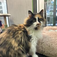 Photo of Double Cheese Burger