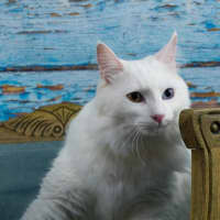 Photo of Jovi