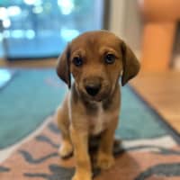 Photo of Figgy