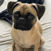 Photo of Freddie 🐶