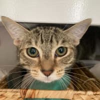 Photo of Leia