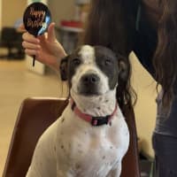Photo of Gypsy