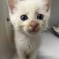 Photo of Mochi