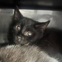 Photo of Peanut