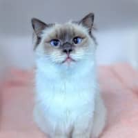 Photo of Miss Kitten