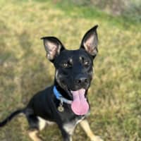 Photo of Zazu