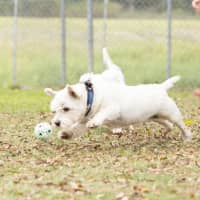 Photo of Scottie