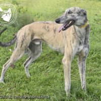 Photo of Tiger Racing Name Nyngan Tiger