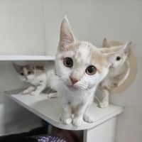 Photo of Chestnut