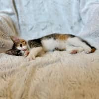 Photo of Mel C   On Display At Vets On Parker