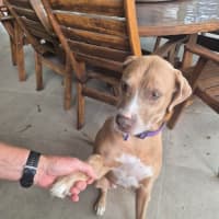 Photo of Bonnie   7 Year Old Ridgeback X