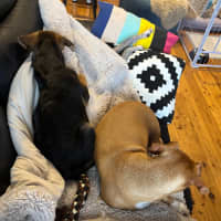 Photo of Stitch   4 Month Old Kelpie X