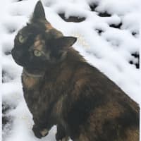 Photo of Sifah (8080)