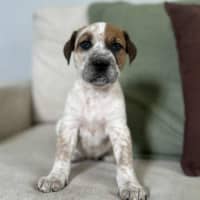 Photo of Finn The Human