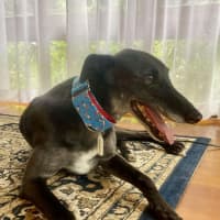 Photo of Jenny, They Greyhound