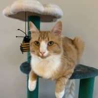 Photo of Freddie 🧡