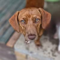 Photo of Cinnamon Swirl 