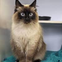 Photo of Mocha