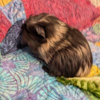 Photo of Comet