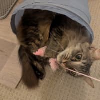 Photo of Lulu