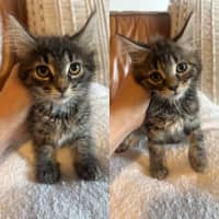 Photo of Lilly & Banjo