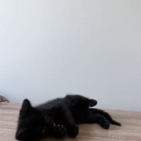 Photo of Harry