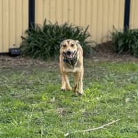 Photo of Roo