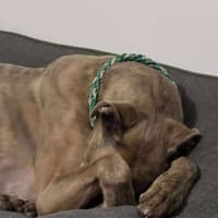 Photo of Buster, The Greyhound