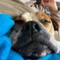 Photo of Yoko Newhaven