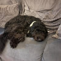 Photo of Ruby