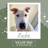Photo of Nacho