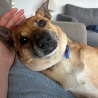 Photo of Remi   6 Year Old Jack Russell X, Girl