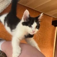 Photo of Brian Molko