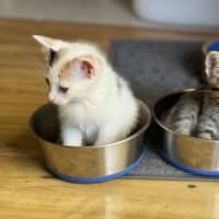Photo of Cinnamon, Nutmeg, Pepper, Willow & Greg