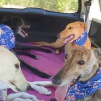 Photo of Buckley The Greyhound