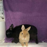 Photo of Kloe & Grim