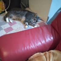 Photo of Fozzie Bear