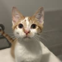 Photo of Niko