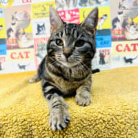 Photo of Miffy   Located In Coburg