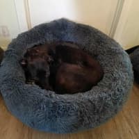 Photo of Mollie