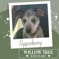 Photo of Pepperberry 