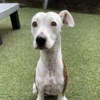 Photo of Poppy