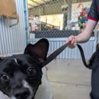 Photo of Buddy
