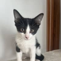 Photo of Macchiato   Now At Pet Quarters Glendale