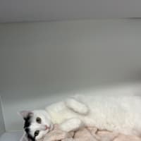 Photo of Smudge