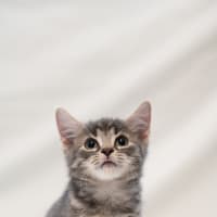 Photo of Grayson