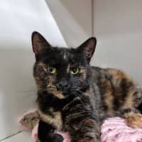Photo of Petal