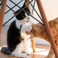 Photo of Hansel Moriarty